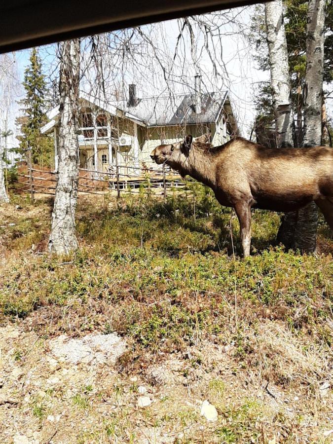 Skabram Bed & Breakfast Jokkmokk Bagian luar foto