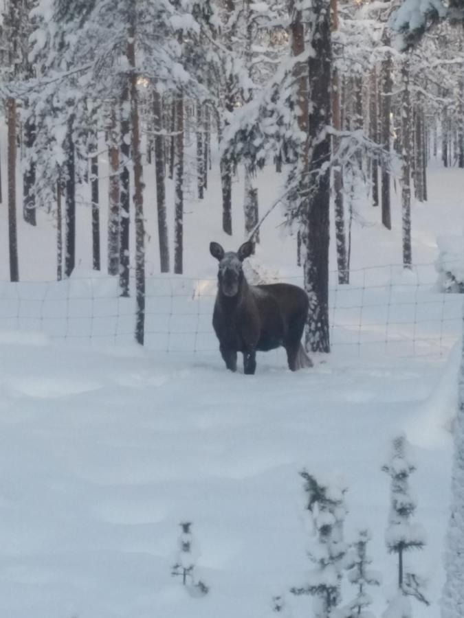 Skabram Bed & Breakfast Jokkmokk Bagian luar foto